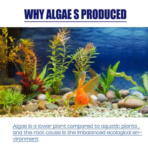 Aquarium Algenentferner