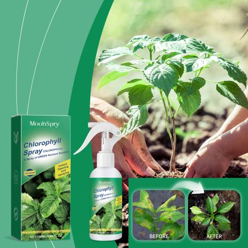 Chlorophyll Pflanzenspray