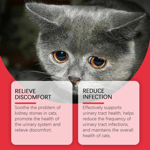 Ergänzungsfutter für Katzen