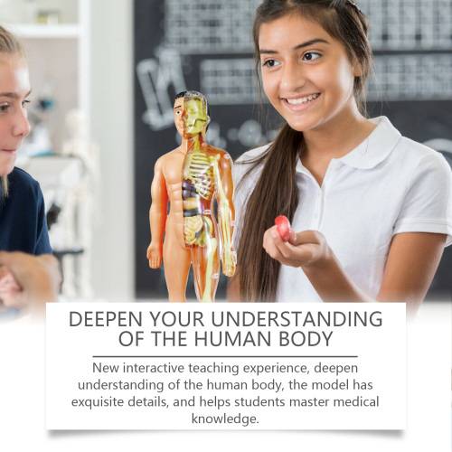 Anatomie-Modell für Kinder