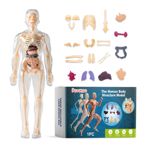 Anatomie-Modell für Kinder