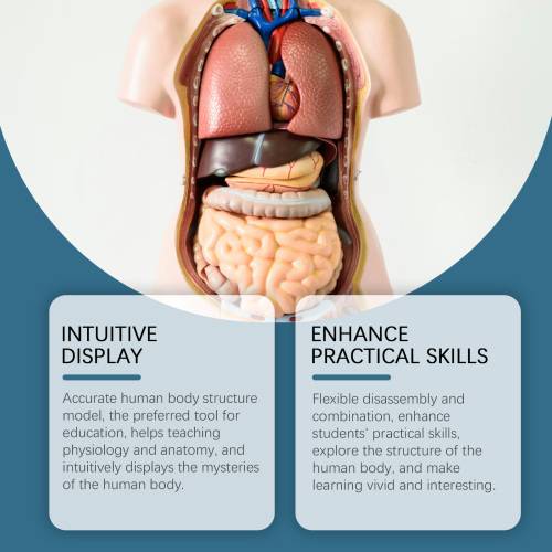 Anatomie-Modell für Kinder