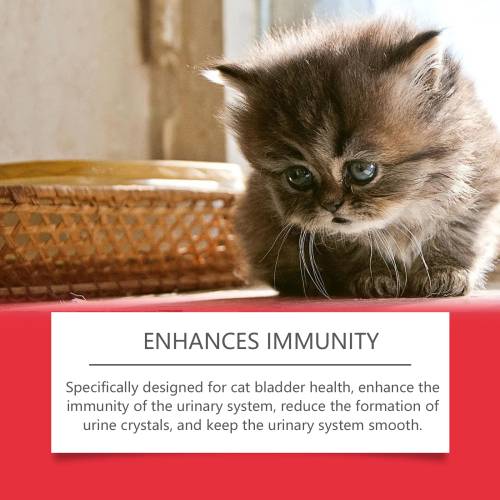 Ergänzungsfutter für Katzen