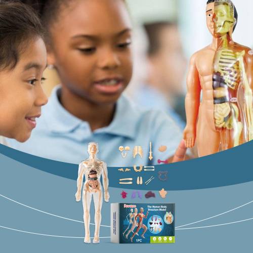 Anatomie-Modell für Kinder